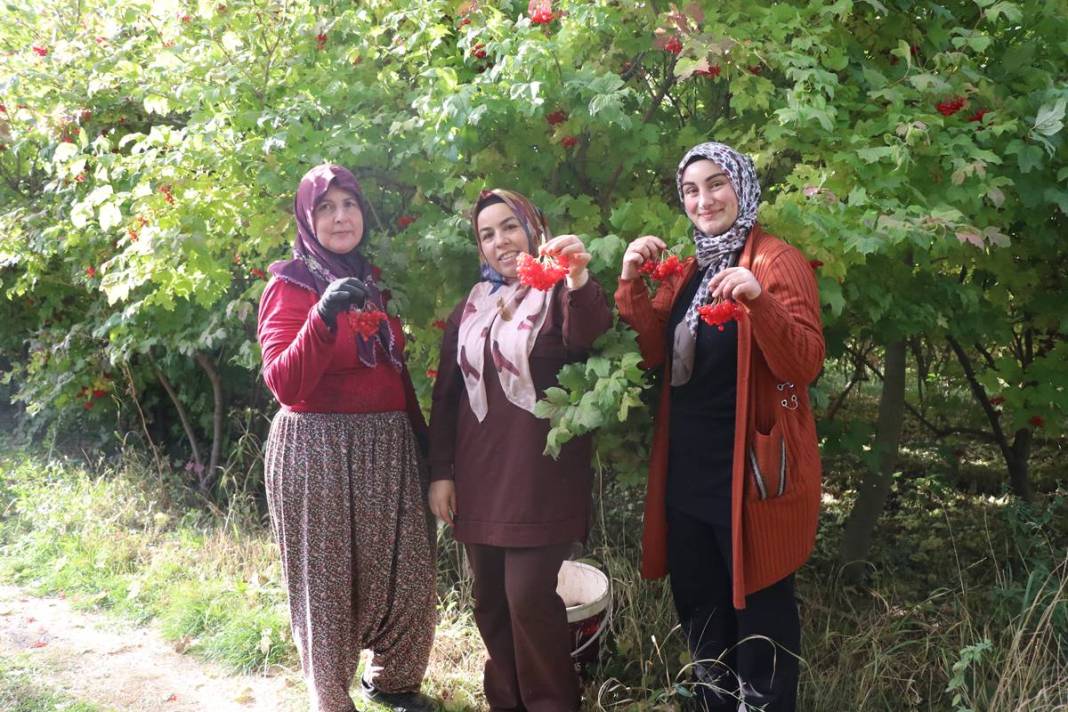 Erciyes'in eteklerinde 'kırmızı altın' mesaisi başladı: Kilosu 100 TL'ye kadar alıcı buluyor 16